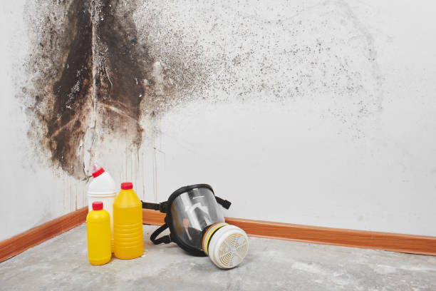 Best Mold Damage Repair  in Espaola, NM