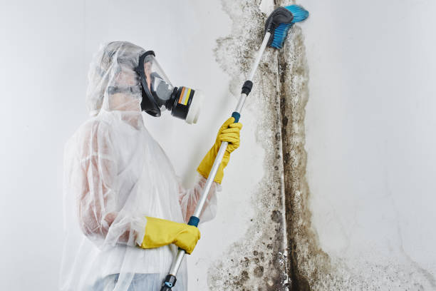 Best Mold Remediation Services  in Espaola, NM