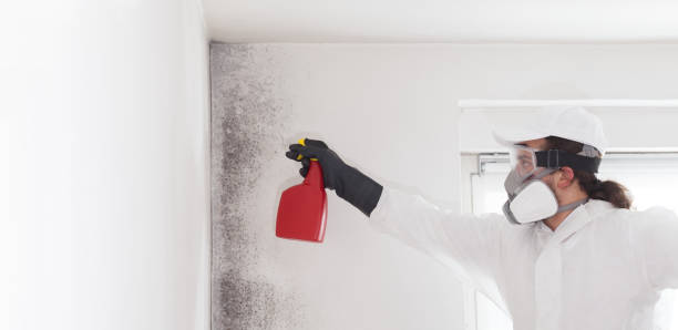 Best Mold Cleaning Services  in Espaola, NM