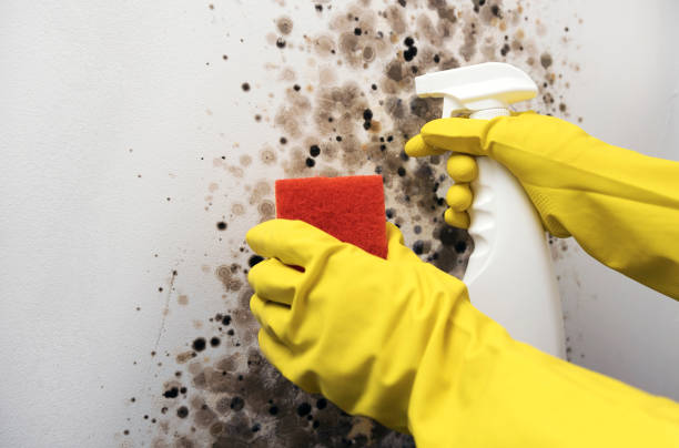 Best Toxic Mold Removal  in Espaola, NM
