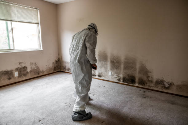 Best Professional Mold Removal  in Espaola, NM