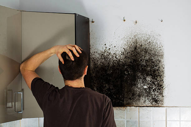 Best Black Mold Removal  in Espaola, NM