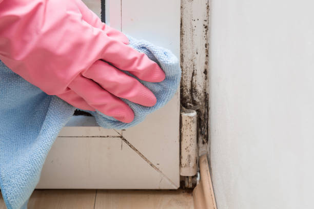 Best Residential Mold Removal  in Espaola, NM
