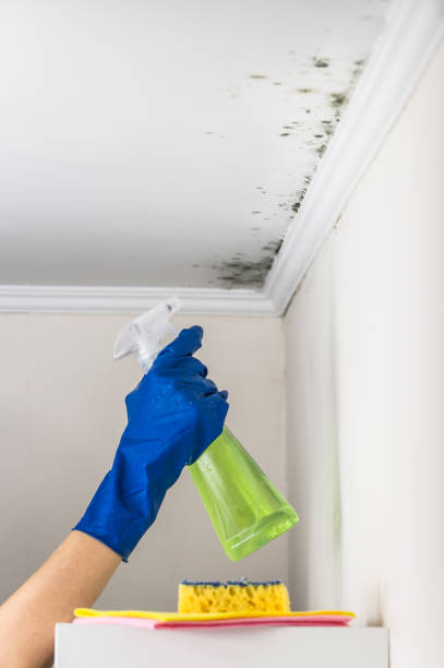 Best Affordable Mold Removal  in Espaola, NM