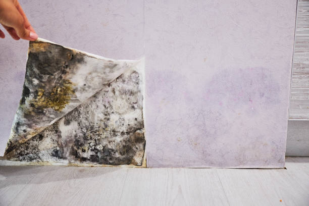 Best Commercial Mold Removal  in Espaola, NM